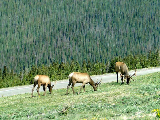 Elk in Rocky Mountain National Park