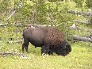 Bison - HUGE animals!