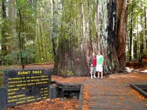 Giant Tree!