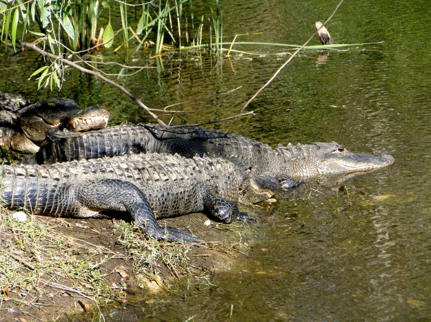 Gator party! Funny, that the one guy was just laying on top of the others