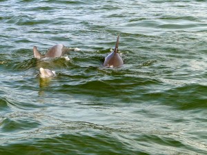 Dolphins playing