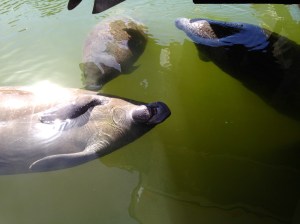 The Manatee family