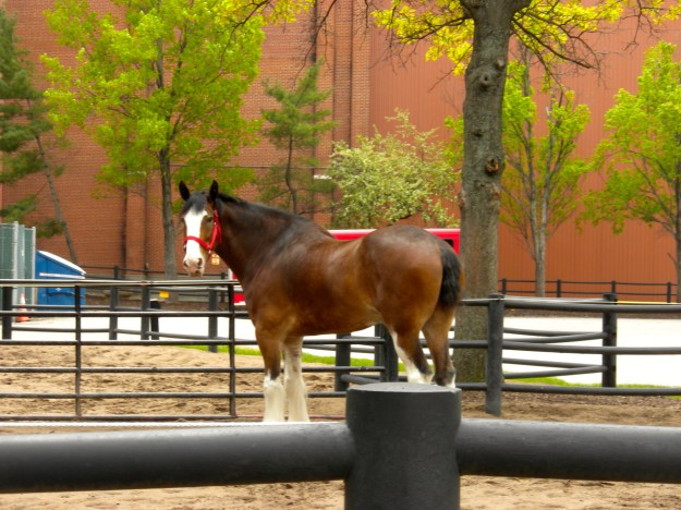 Clydsedale at Anhauser Busch