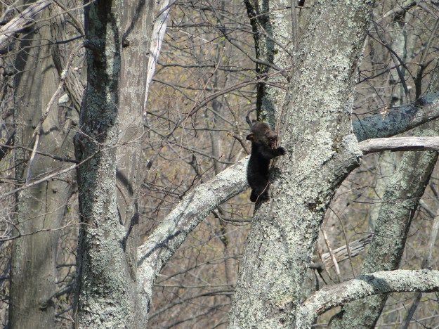 This little guy was about 40 feet up in the tree