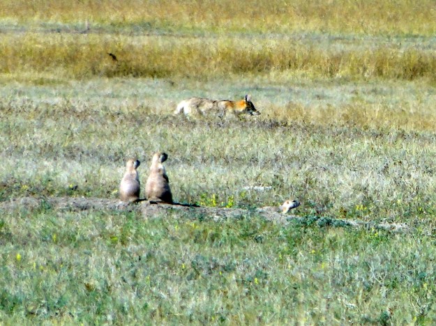 Prairie Dogs on high alert with a coyote on the prowl