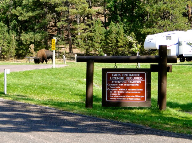 This Tatanka was just hanging out in a nearby RV Park