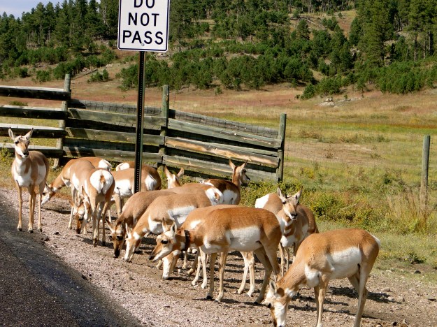 We saw countless deer