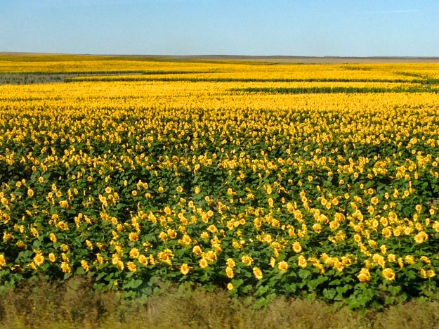 North Dakota is the leading state for Sunflower oil production