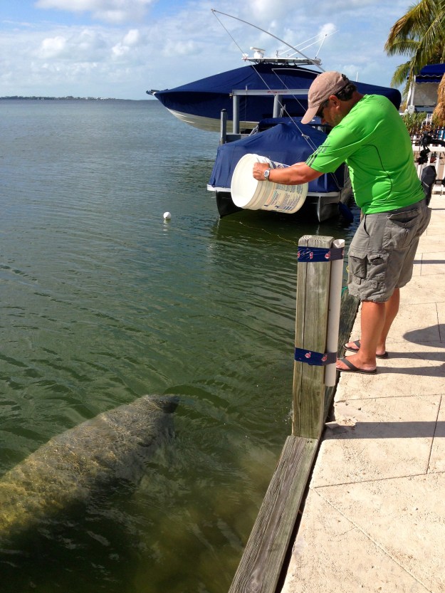 The Manatee's come right up to our site, they like the fresh water