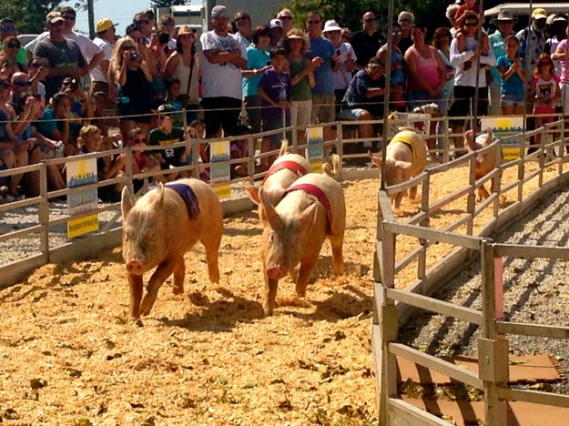 Annual Pig Races at the Stuffed Pig Restaurant